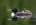 Common Loon