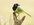 Green Jay