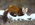 Pine Marten