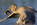 Blue Heron