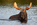 Moose