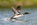 Common Loon