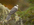 Gray Jay