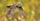 Kestrel