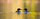 Common Loon