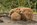 Costal Brown Bear