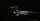 Common Loon