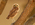 Burrowing Owl