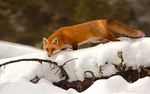 Red Fox