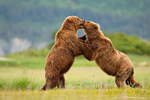 Grizzly Bear