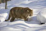 Mountain Lion