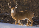 White-tailed Deer