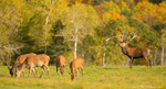 Elk-Wapiti