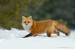 Red Fox