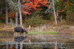 Moose