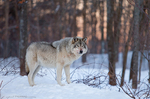 Gray Wolf
