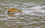 Snowshoe Hare swimming at Sandy Stream Pond