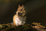 Eastern Chipmunk