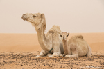 Camel with Cub at the Sahara Desert