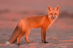 Red Fox