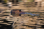 American Beaver-(Castor canadesis)
