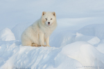 Arctic Fox