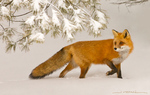 Red Fox