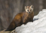 Pine Marten
