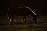 Horse at the Sunset