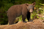 American Black Bear Cub
