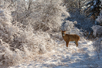 White-tailed Deer