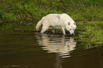 Arctic Wolf