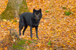 Black Wolf