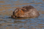 American Beaver-(Castor canadesis)