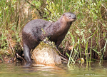 North American River Otter