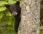 American Black Bear Cub