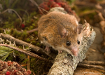 Deer Mouse
