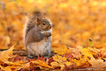 Grey Squirrel