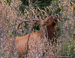 Elk-Wapiti