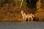 White-tailed Deer