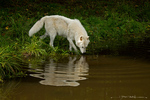 Arctic Wolf