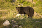 American Black Bear