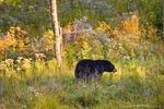 American Black Bear