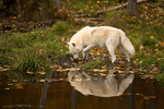 Arctic Wolf