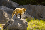 Red Fox