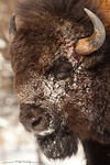 American Bison-American Buffalo
