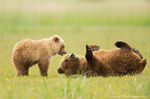 Grizzly Bear with Cub