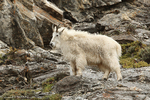 Mountain Goat