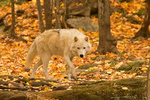 Arctic Wolf