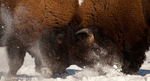 American Bison-American Buffalo fight